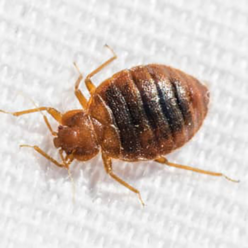 bed-bug-close-up-fort-myers-fl