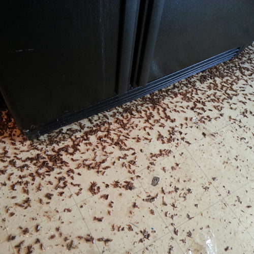 Pest Control Fort Myers, FL Call Empire Pest Control