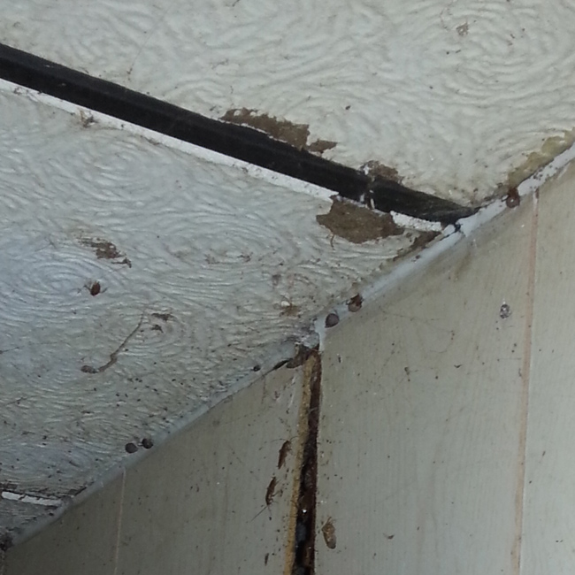 ceiling-with-insects-coming-out-fort-myers-fl