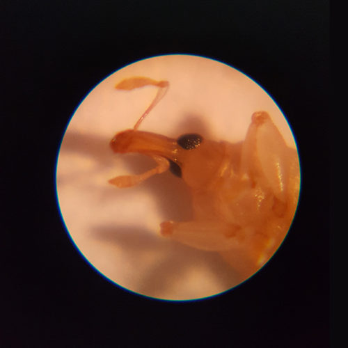 Pest Control Fort Myers, FL Call Empire Pest Control