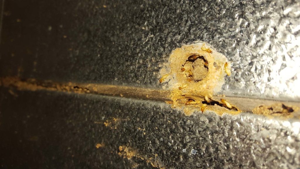 Pest Control Fort Myers, FL Call Empire Pest Control