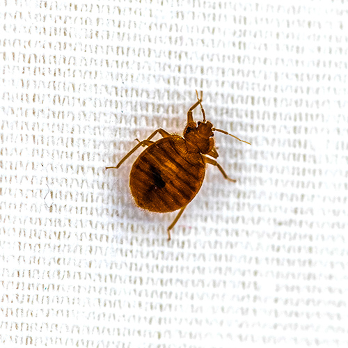 overview-of-bed-bug-fort-myers-fl