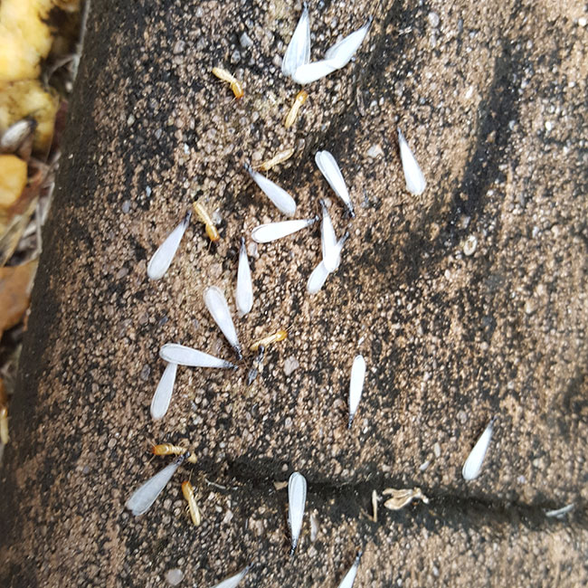 overview-shot-of-termites-fort-myers-fl