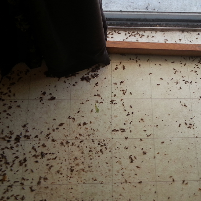 roaches-on-the-floor-fort-myers-fl