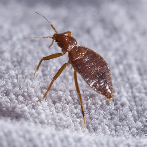 small-bed-bug-standing-fort-myers-fl