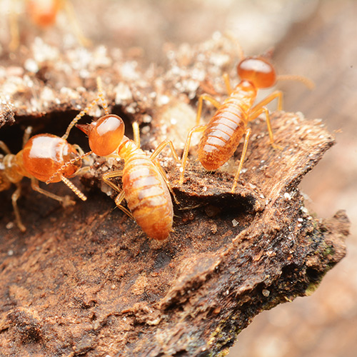 tree-termites-fort-myers-fl