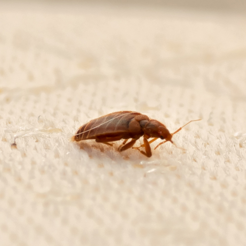 types-of-bed-bugs-fort-myers-fl