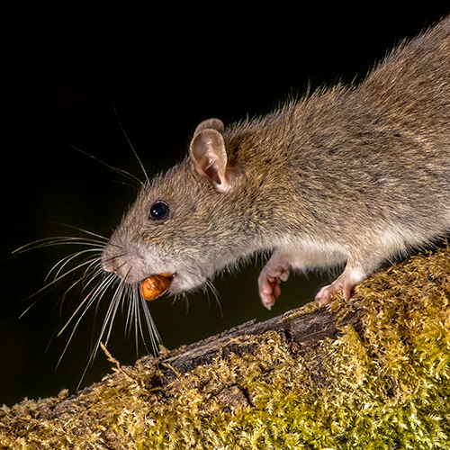 wild-brown-rat-with-nut-fort-myers-fl