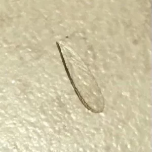 Drywood termite wing