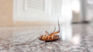 blog-health-effects-of-cockroaches