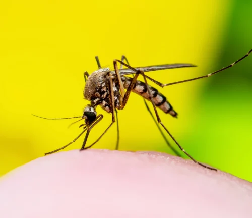 mosquito-2