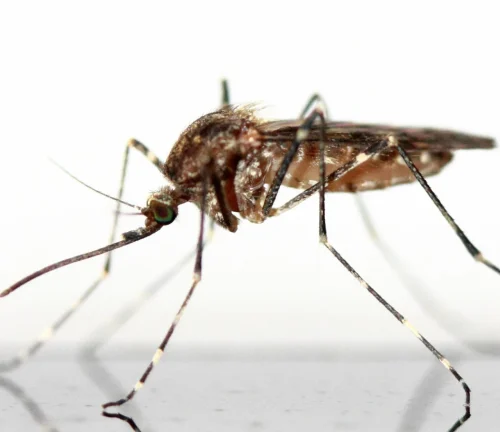 mosquito-4
