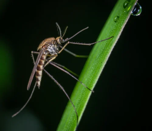 mosquito-5